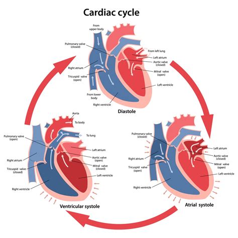 The Cardiac Cycle and the Physiological Basis of Left Ventricular 